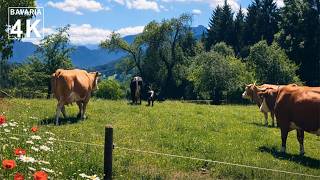 Summer POV Walk I Bavaria 4K 🌿 Cricket Sound, Cowbells & Mountain Views