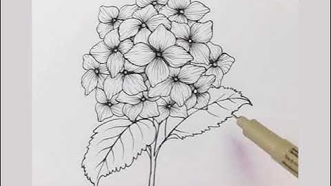 Vẽ hoa cẩm tú cầu