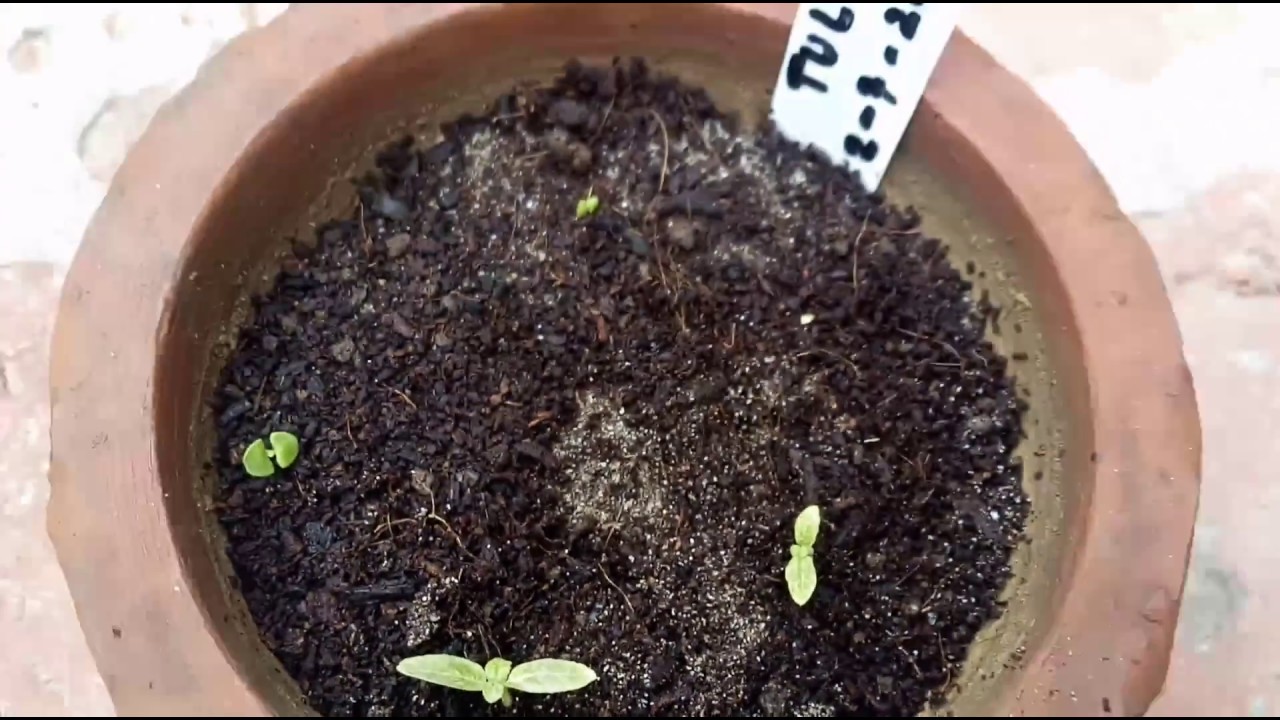 How To Grow Tulsi/Holy Basil From Seeds (Seeds Harvest To Seedling Video) - YouTube