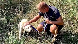 Abandoned Dog Tired of Wandering Found a Loving Home