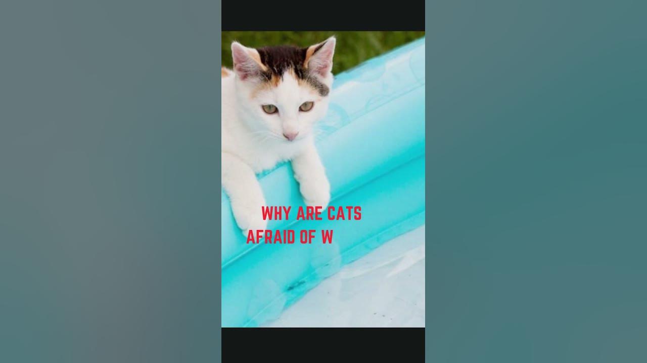 Why are cats afraid of water youtube