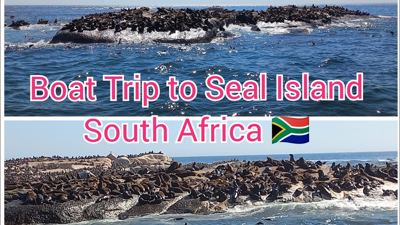 hout bay seal island cruise cape town