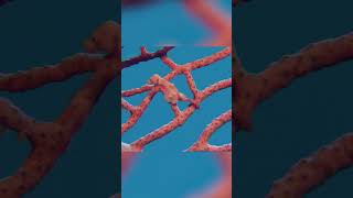 Can you find the pygmy seahorse? | You're Called What?! | Nat Geo Kids