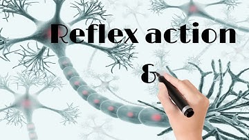Reflex action & reflex arc