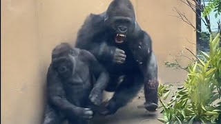 ゴリラが好きなモンキー/プロフ読んでね！ Gorilla⭐️Kintaro was furious after being pushed by his old