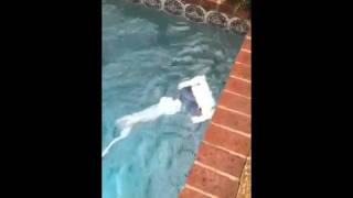 Dog vs Pool Sweep