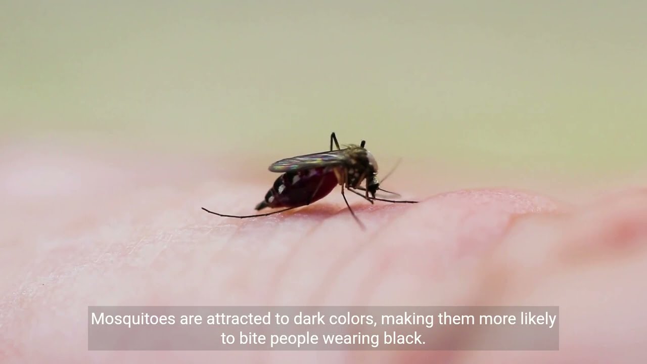 10 Lesser Known Facts About Mosquitoes