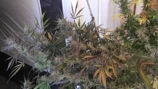 spacebomb#2 and slh#1 harvest