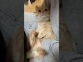 ゆっくり瞬きは大好きのサイン🫶むぎひとりっ子最後の日🐒 #むぎあお #猫 #癒し #cat #マンチカン #スコティッシュフォールド