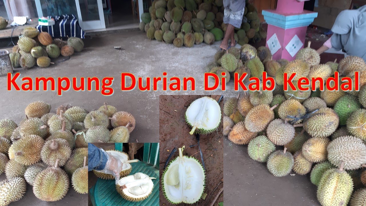Kampung Durian Kertosari, Singorojo Kab Kendal