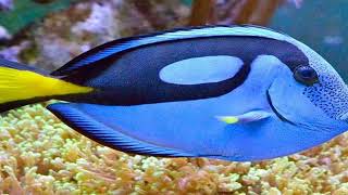 Colorful Coral Reef Magic