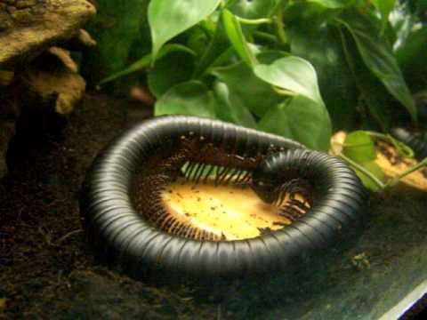 Giant Millipede Snacks On Fruit - Extreme Close Up! Giant Millipede Snacks On Fruit - Extreme Close Up!