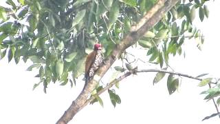 Call of the male Common Goldenback Woodpecker (Dinopium javenense)