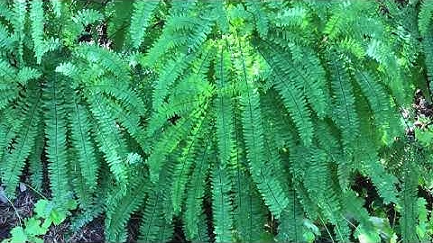 Five Finger Fern - Adiantum aleuticum - Part 1
