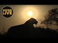 safariLIVES Episode 21