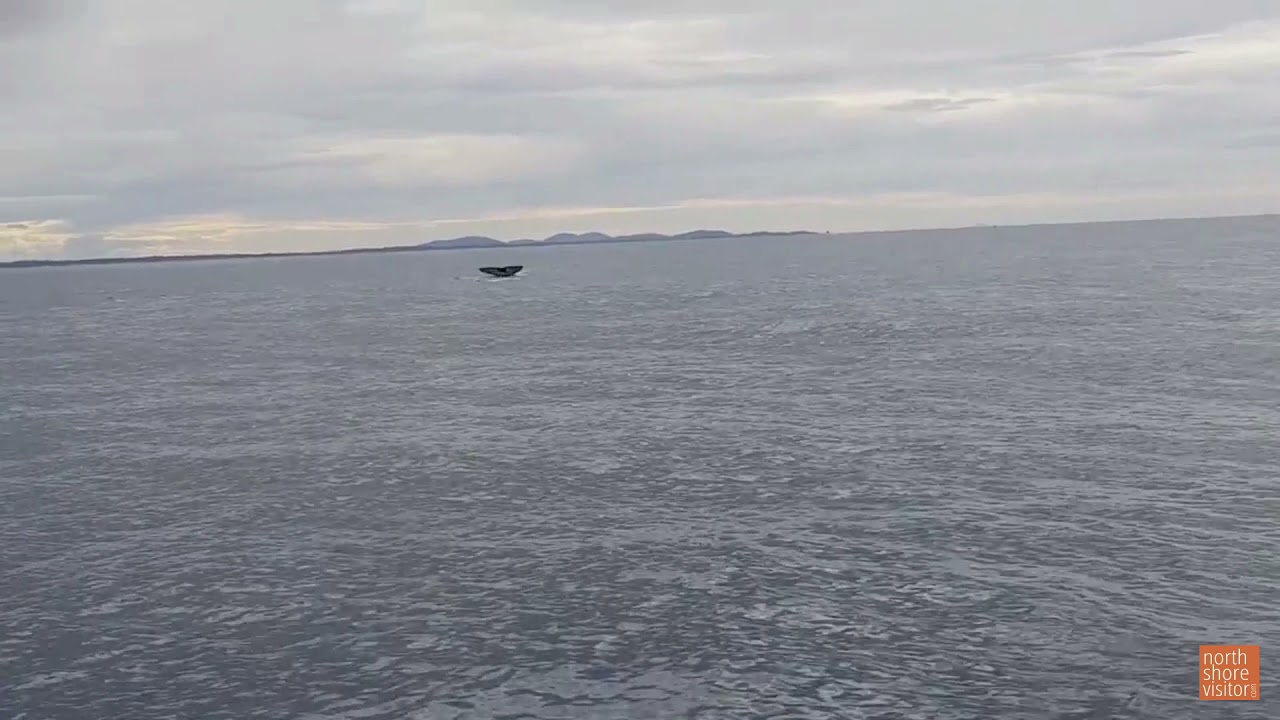 April 1, 2021 Lake Superior Whale Watching Tour