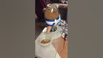 Raspberry Pi Cat Feeder