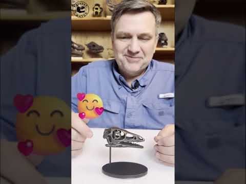 Unboxing A Stunning Compsognathus "Compy" Skull Sculpt!