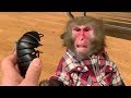 ダンゴムシのおもちゃが気持ちわるくて仕方ないお猿さん…