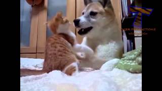 חתולים חמודים וכלבים משחקים יחד,אוסף מצחיק של כלבים וחתולים