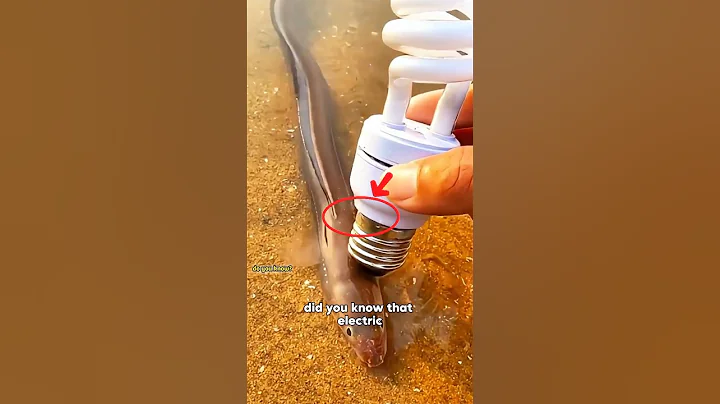 Did you know that electric eels can produce up to 600 volts of electricity!" #short #shortsfeed