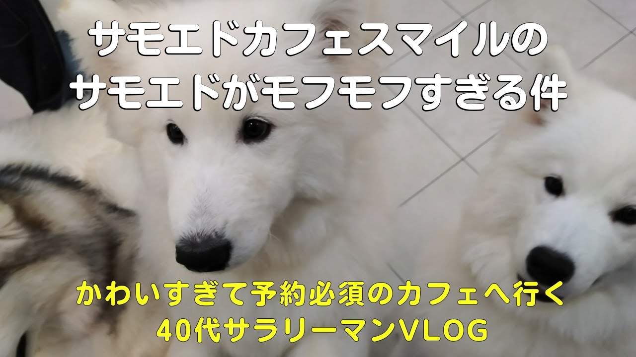サモエドカフェスマイル名古屋栄でモフモフすぎて可愛すぎる！予約必須で高めだけど楽しすぎた【40代アウトドア系サラリーマンVlog】