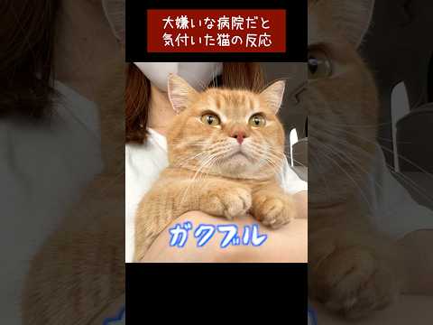 動物病院だと気付いた途端ブルブル震える猫