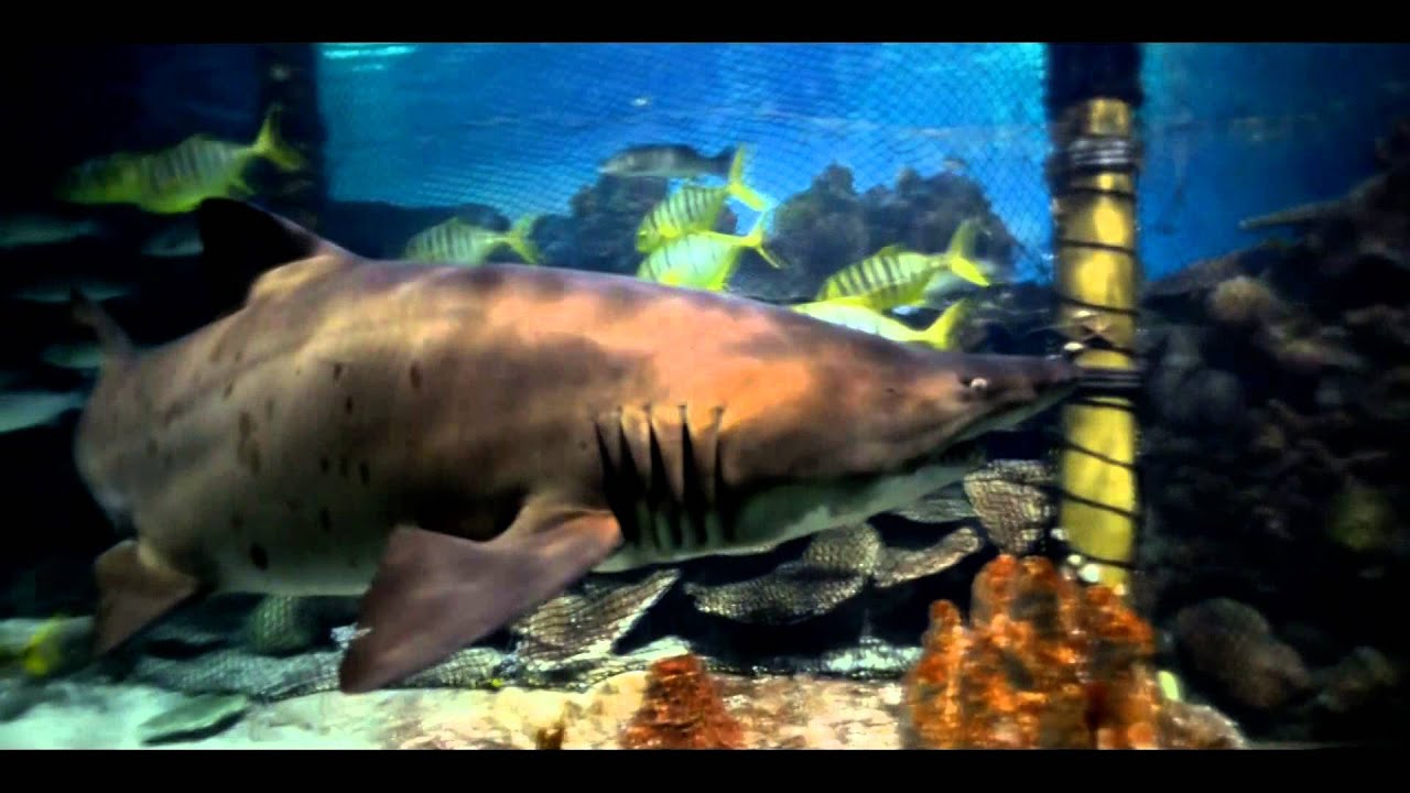 SHARK DIVING Istanbul 2015 YouTube