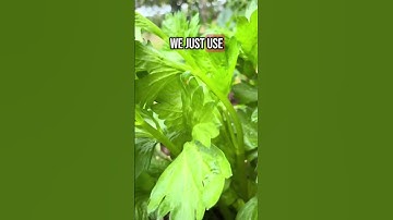 Laat je selderij opnieuw groeien #selderij #kweekjeeigenvoedsel #andrethefarmer #tuintips #tuinhacks