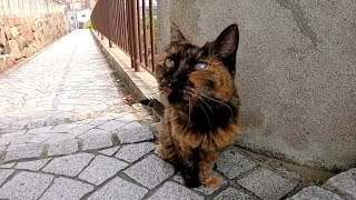 お寺の町で付いてくる野良猫、門の前でピタリ「お寺には入れないんだニャン、またね」