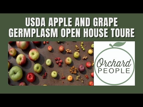 Exploring USDA Apple Germplasm: A Crucial Resource for Breeding Fruit Trees