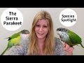 Sierra Parakeets as Pets | Living with Sierra Parakeets | Species Spotlight