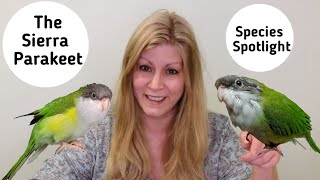 Sierra Parakeets as Pets | Living with Sierra Parakeets | Species Spotlight