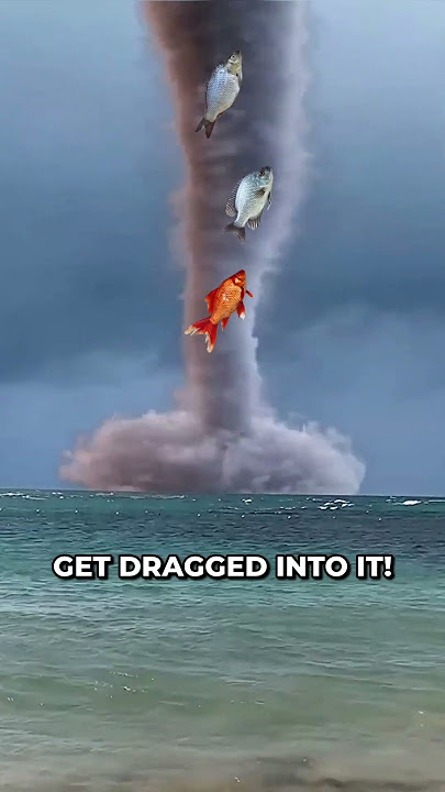 Fishes Rain From The Sky! ๐คฏ