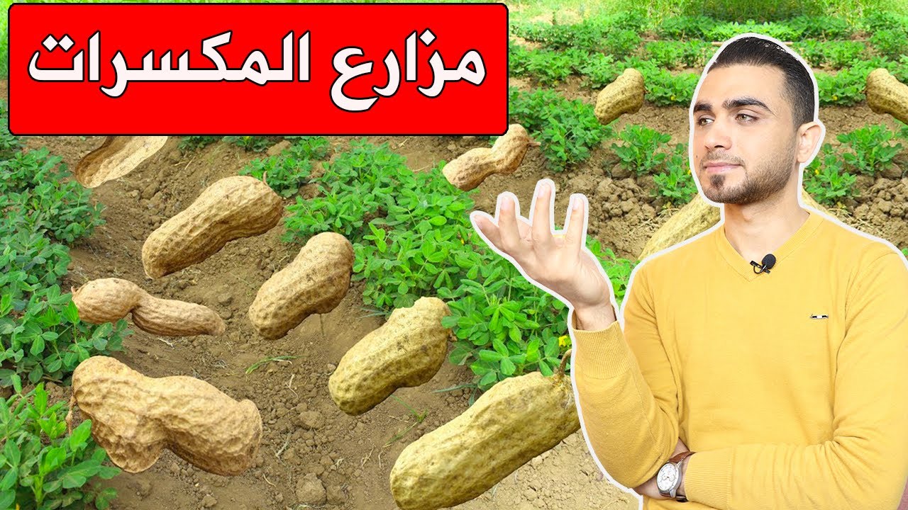 جولة في مزارع المكسرات😍الكاجو والفستق الحلبي واللوز والفول السوداني😍