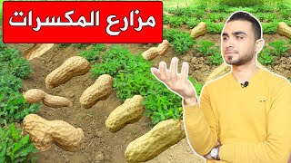 جولة في مزارع المكسراتالكاجو والفستق الحلبي واللوز والفول السوداني