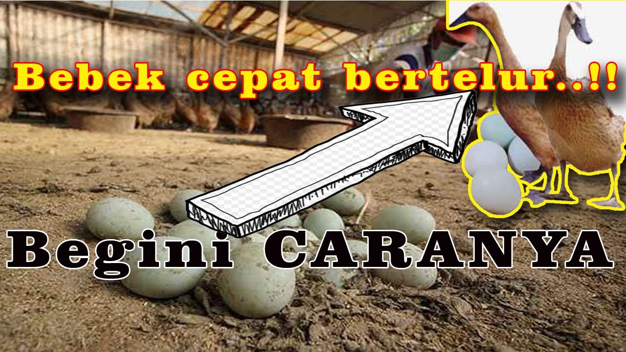 Cara memberi makan bebek agar cepat bertelur 