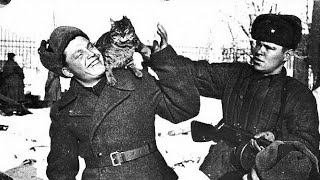 Как коты спасали советских солдат в Великую Отечественную войну