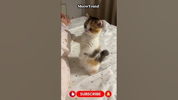 “Cutest Kittens Ever 🐱💖”#shorts #kittens #cute #adorable #catvideos #cutecats #meowtrend #viral