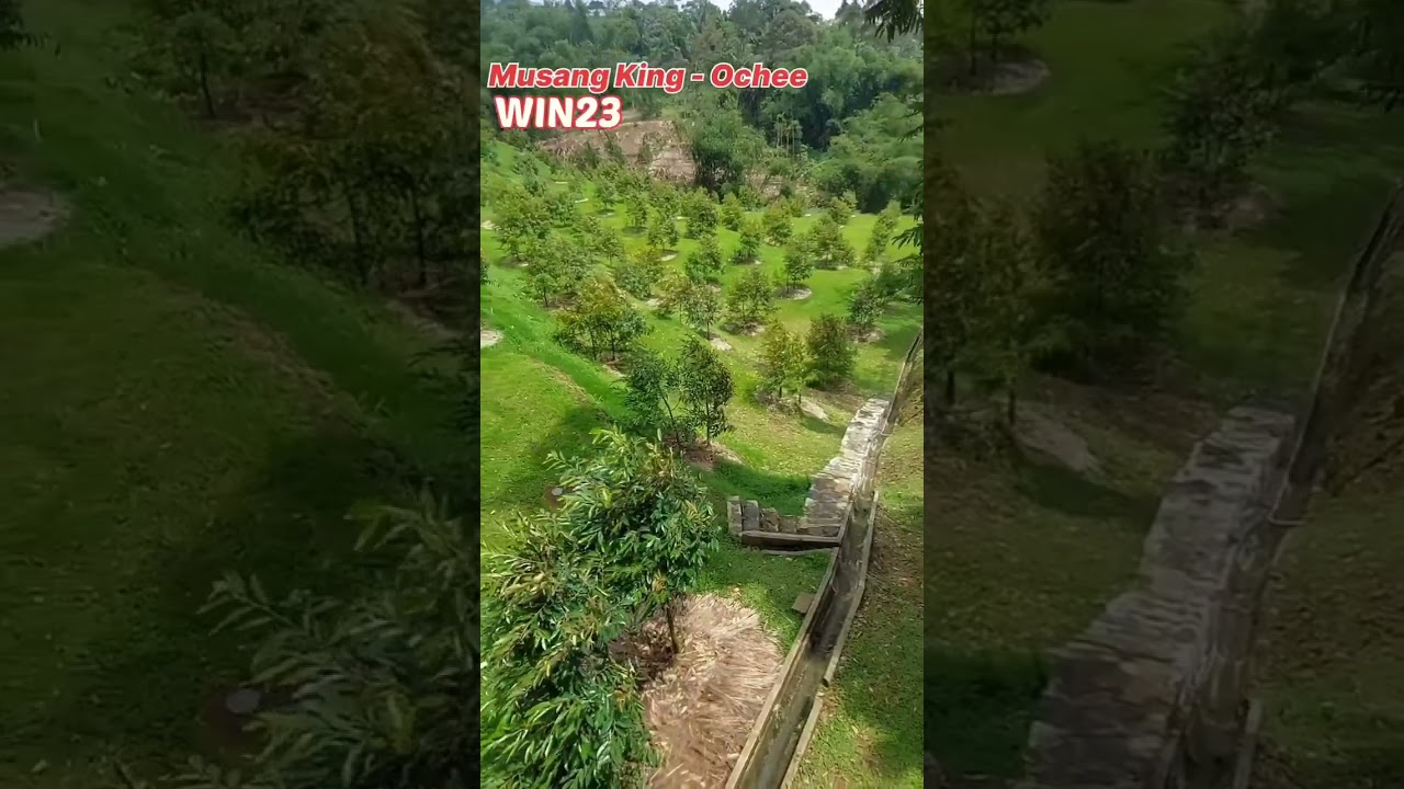 Pola Tanam Durian Double Planting - Musang King vs Ochee