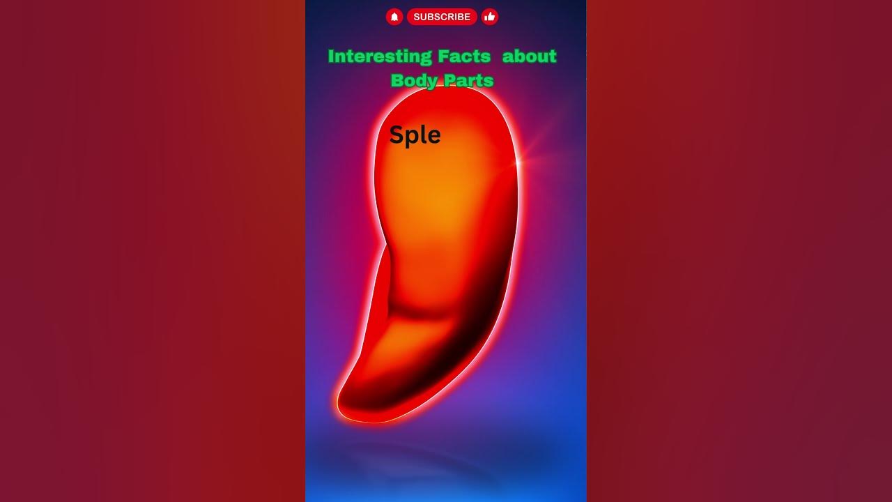 Spleen Secrets Facts About Your Blood Filtering Organ YouTube