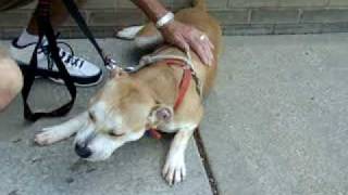 Y-Available For Adoption At The Humane Society Of Missouri