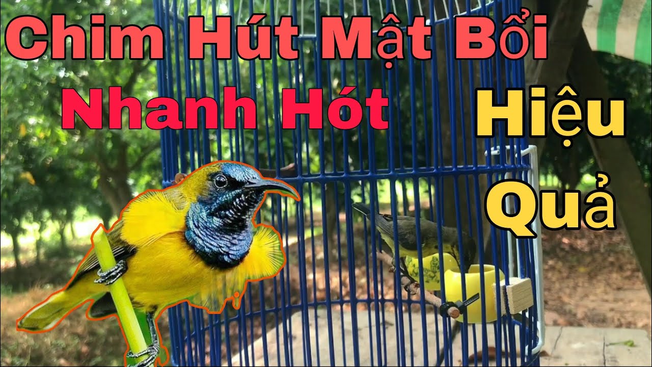Cách Nuôi Chim Hút Mật Bổi Nhanh Hót Đơn Giản Nhất | B Long TV