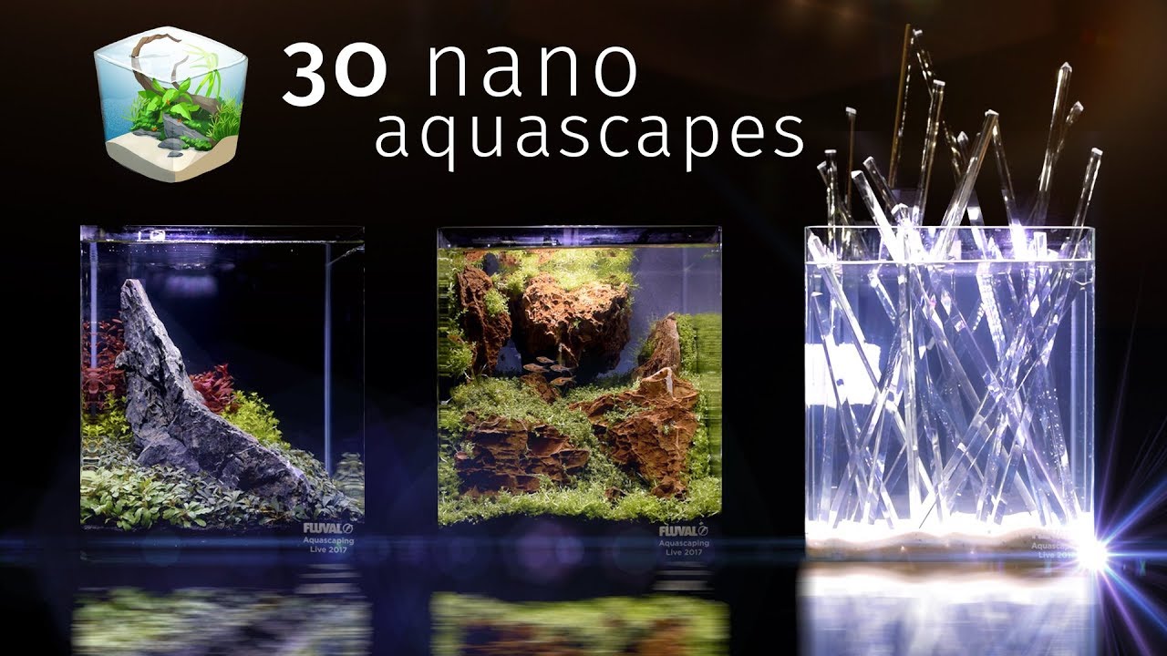 Thirty Of the Best Nano Aquascapes In America — Aquatic Experience 2017