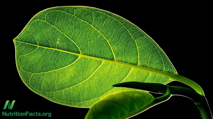 How to Regenerate Coenzyme Q10 (CoQ10) Naturally