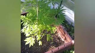 Cannabis Grow chem91/dawgxCalifornia Orange hybrid!! (outdoor growing)