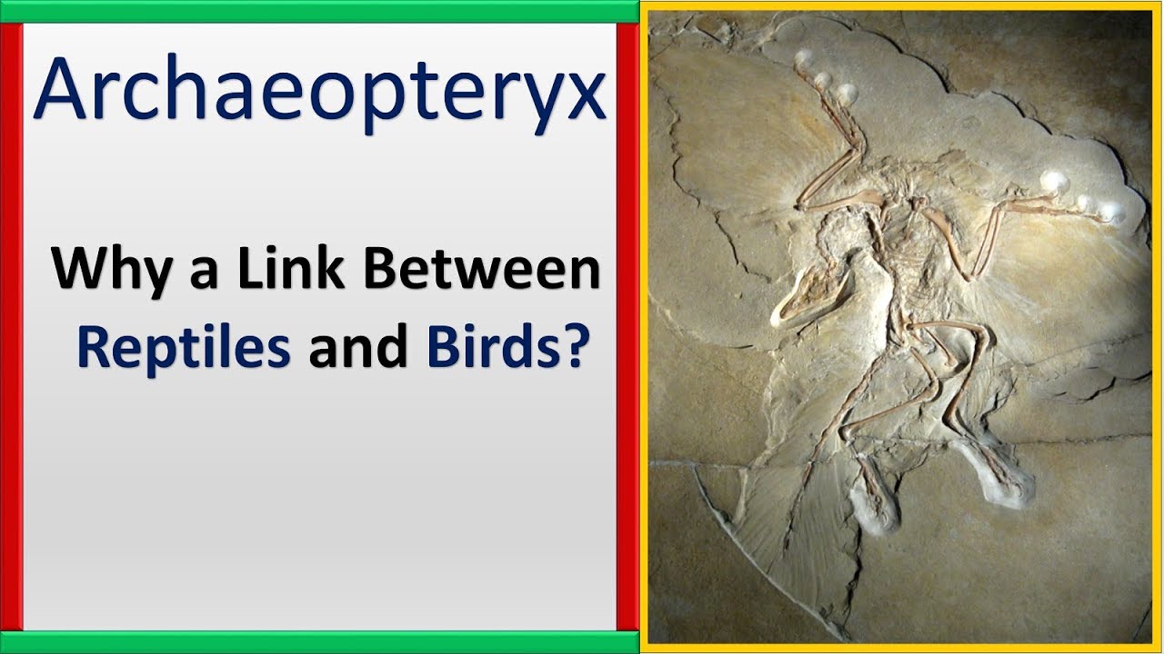 Archaeopteryx | Link between Reptiles and Birds? | Why? - YouTube
