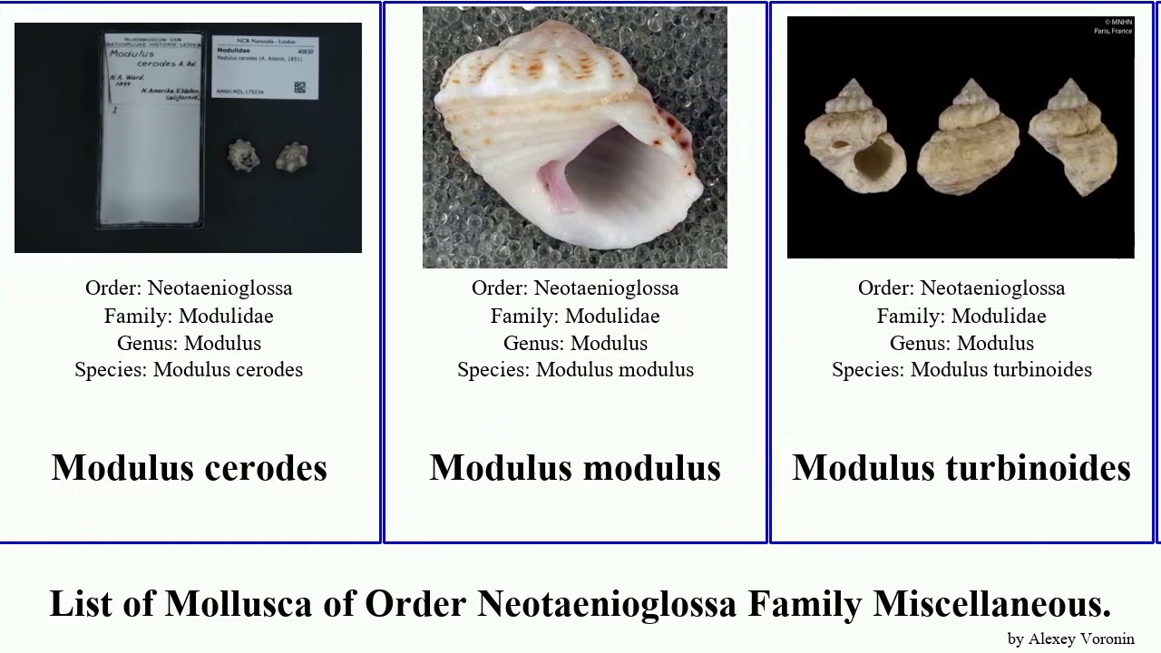 List of Mollusca of Order Neotaenioglossa Family Miscellaneous. truncatella tenagodus janthina