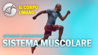 Il Sistema Muscolare - Apparato Locomotore - Il Corpo Umano | Estratto screenshot 4