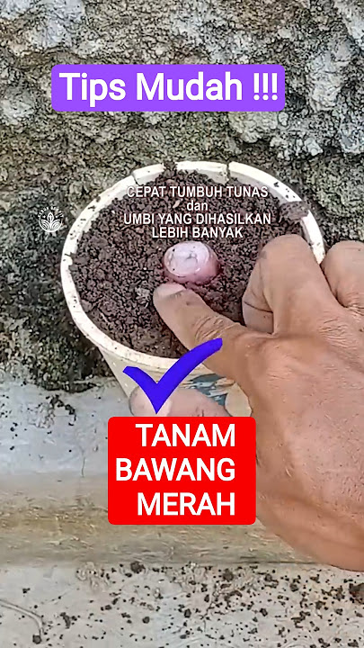 tips menanam umbi bawang merah #bawangmerah #bawang  #carabertani #caratanam #tipsbertani